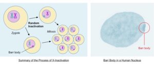 Barr Body and X-Inactivation