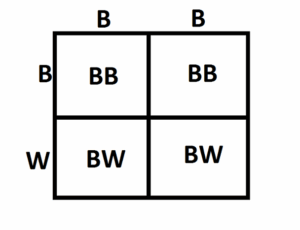 Co-Dominance Punnett Square