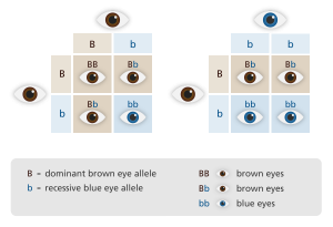 Dominant-Recessive Trait