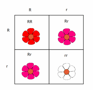Incomplete_dominance_punnett_square