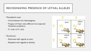 Lethal Allele Punnett Square