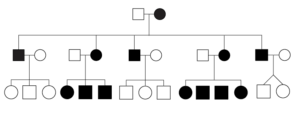 Mitochondrial Inheritance