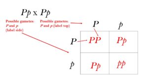 Monohybrid Cross