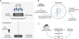 Predicting Phenotypes