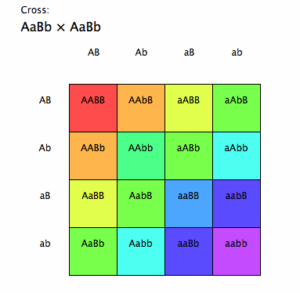 Punnett Square