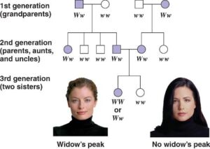 Widow’s Peak Inheritance