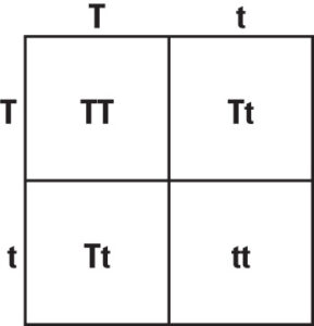 punnett square image